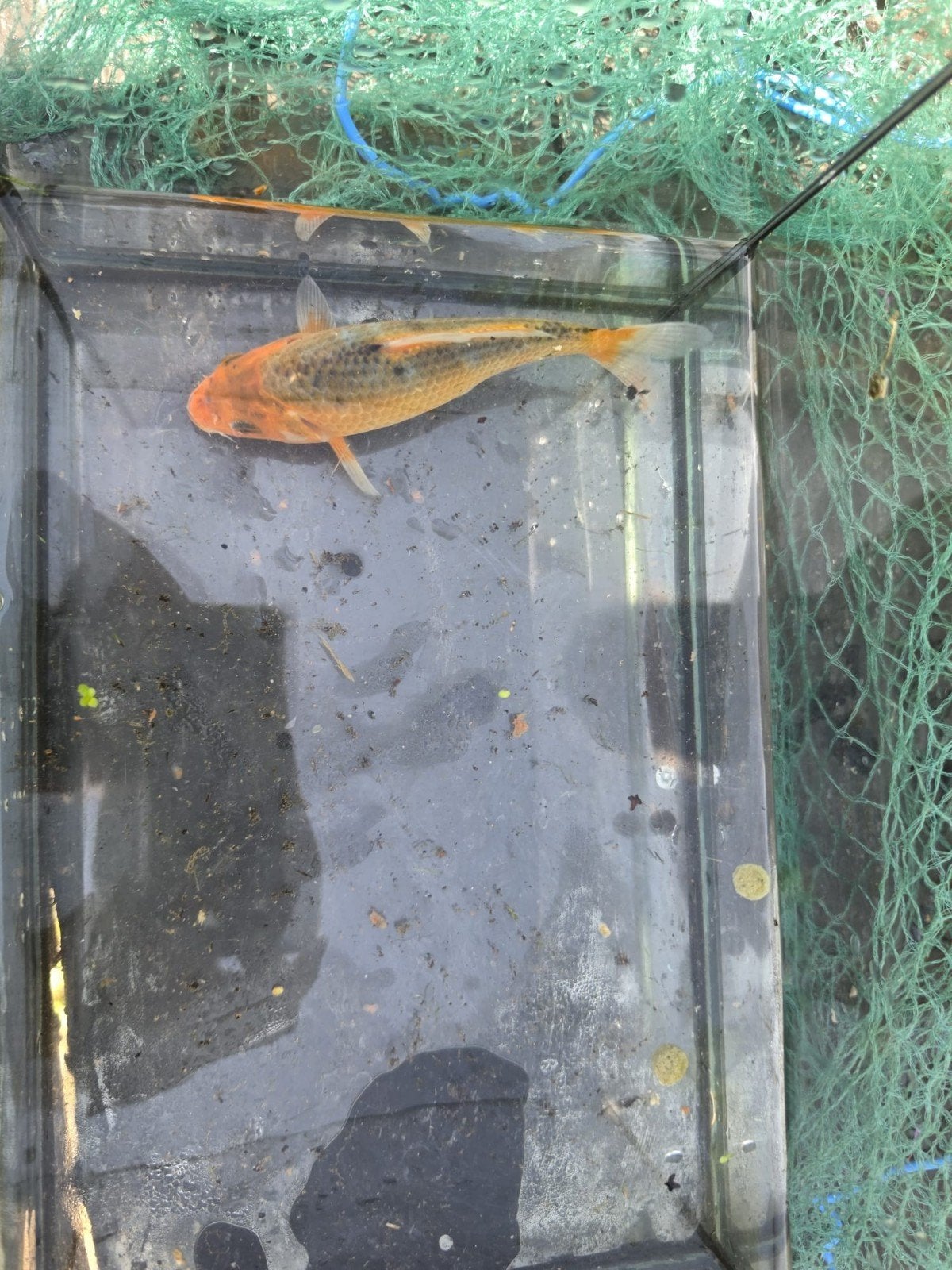 Jonge koi's, 3 stuks, 11, 15, 18 cm. Uit eigen vijver., Dieren en Toebehoren, Vissen | Vijvervissen, Karper of Koi