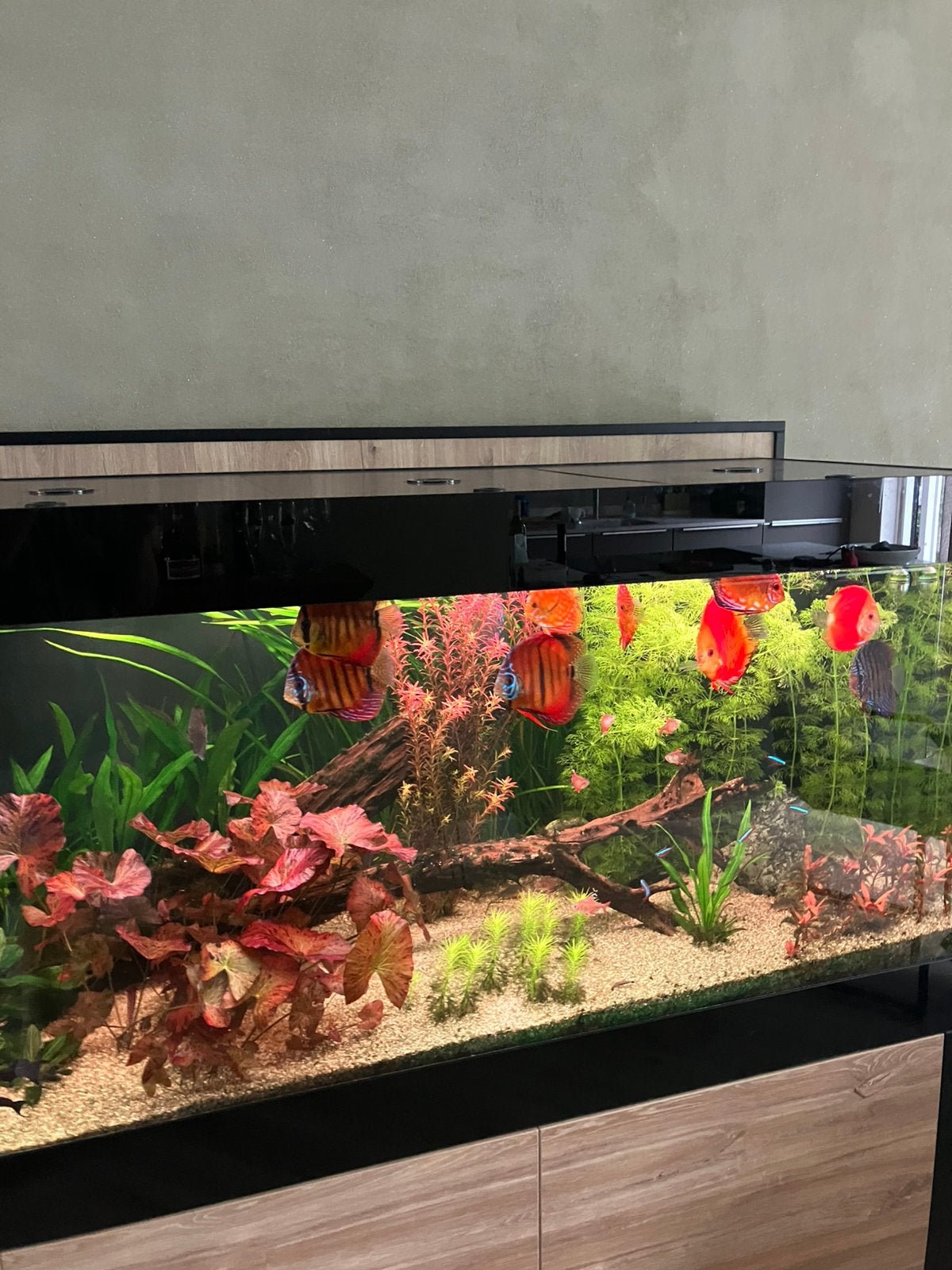 Aquarium, Ophalen, Leeg aquarium