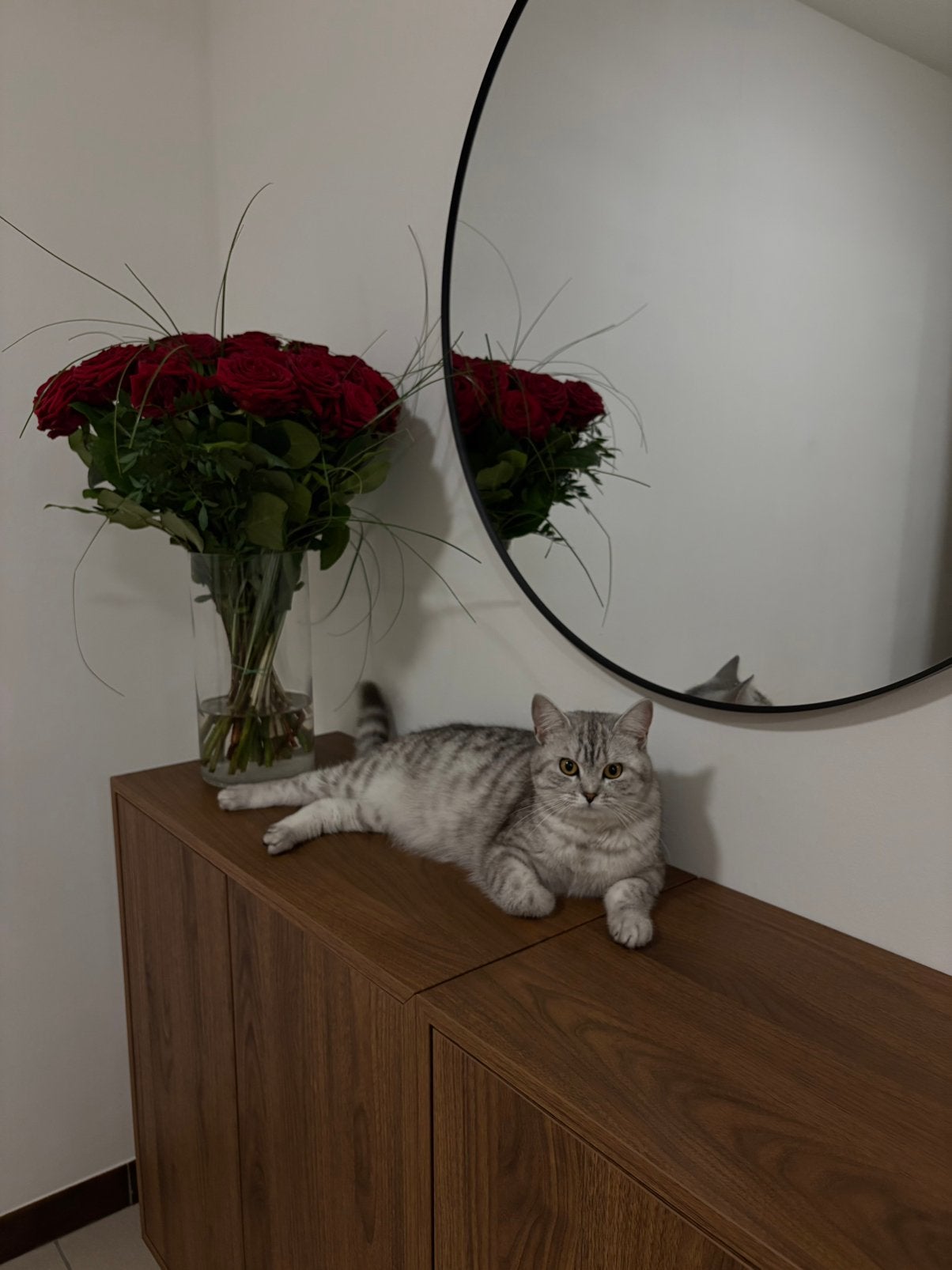 Britse Korthaar (Limburg), Dieren en Toebehoren, Poes, 0 tot 2 jaar
