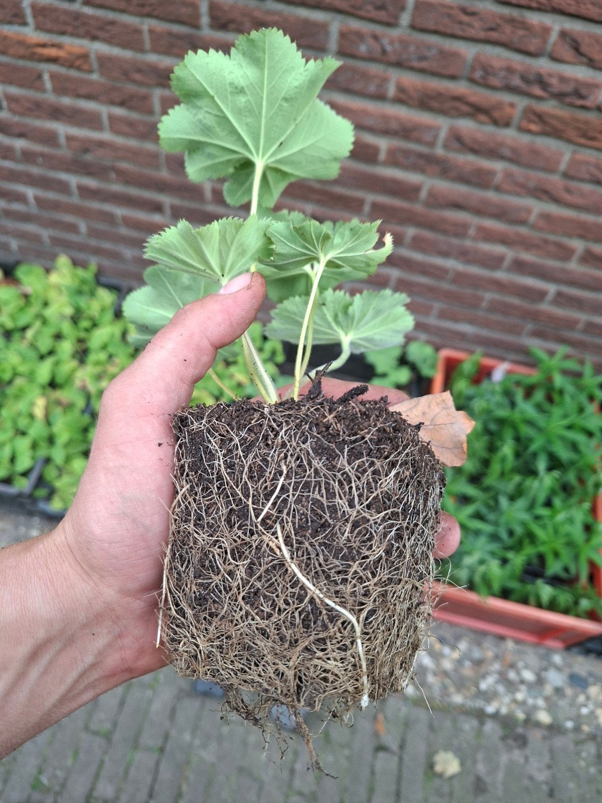 Foto 4 van 24x Alchemilla mollis, vrouwenmantel, p9 pot