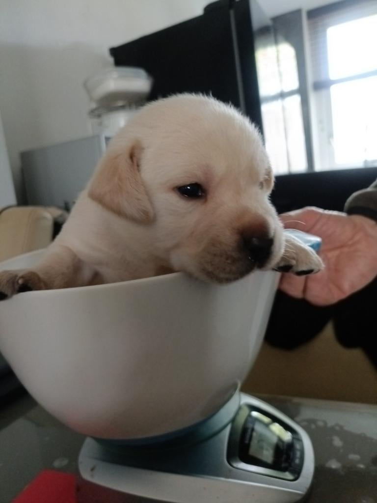 Schitterende labrador pups, Dieren en Toebehoren, 8 tot 15 weken, Labrador retriever, Meerdere, Meerdere dieren