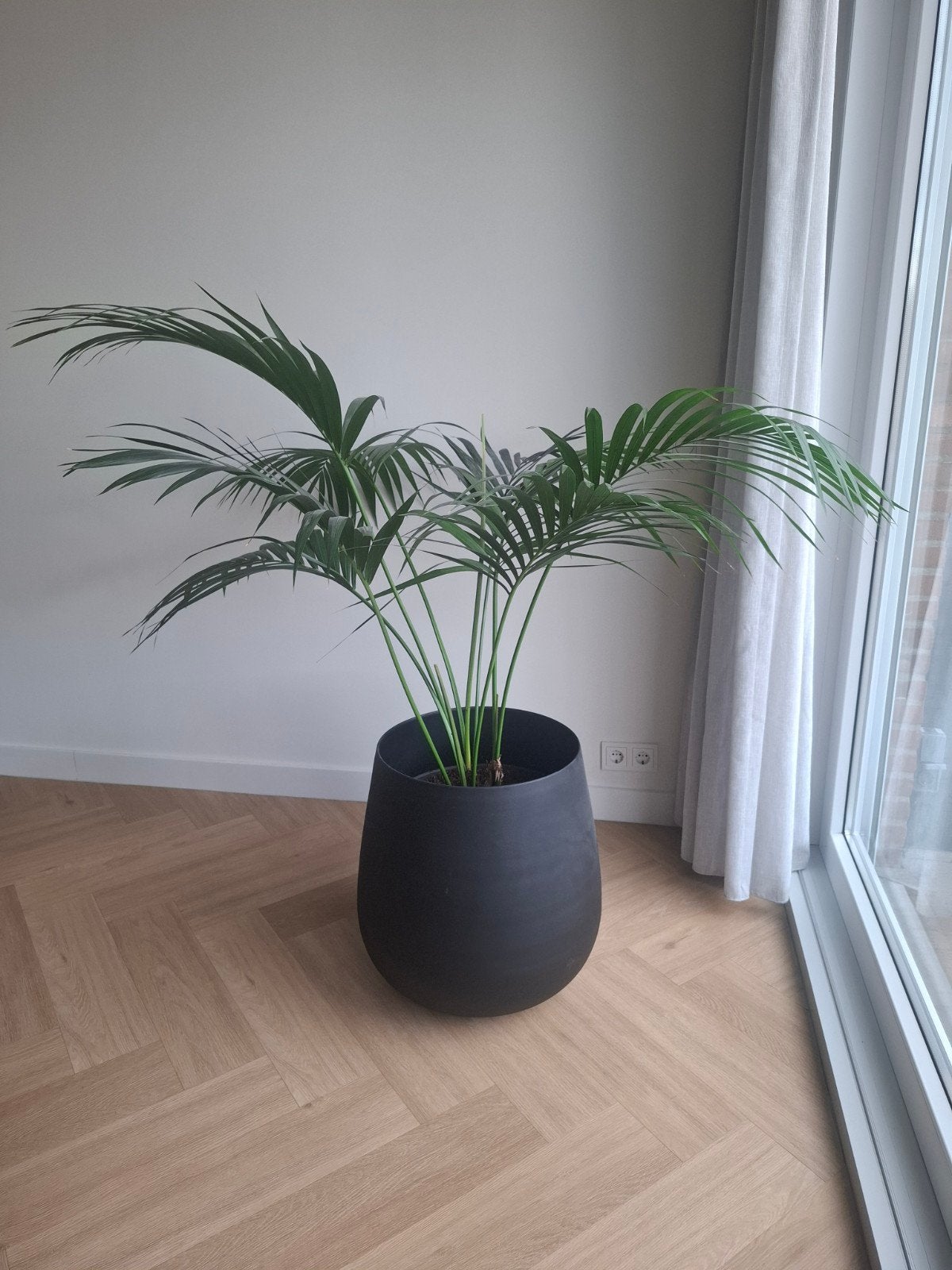 Grote Areca Palm, Ophalen, 100 tot 150 cm, Palm, Halfschaduw