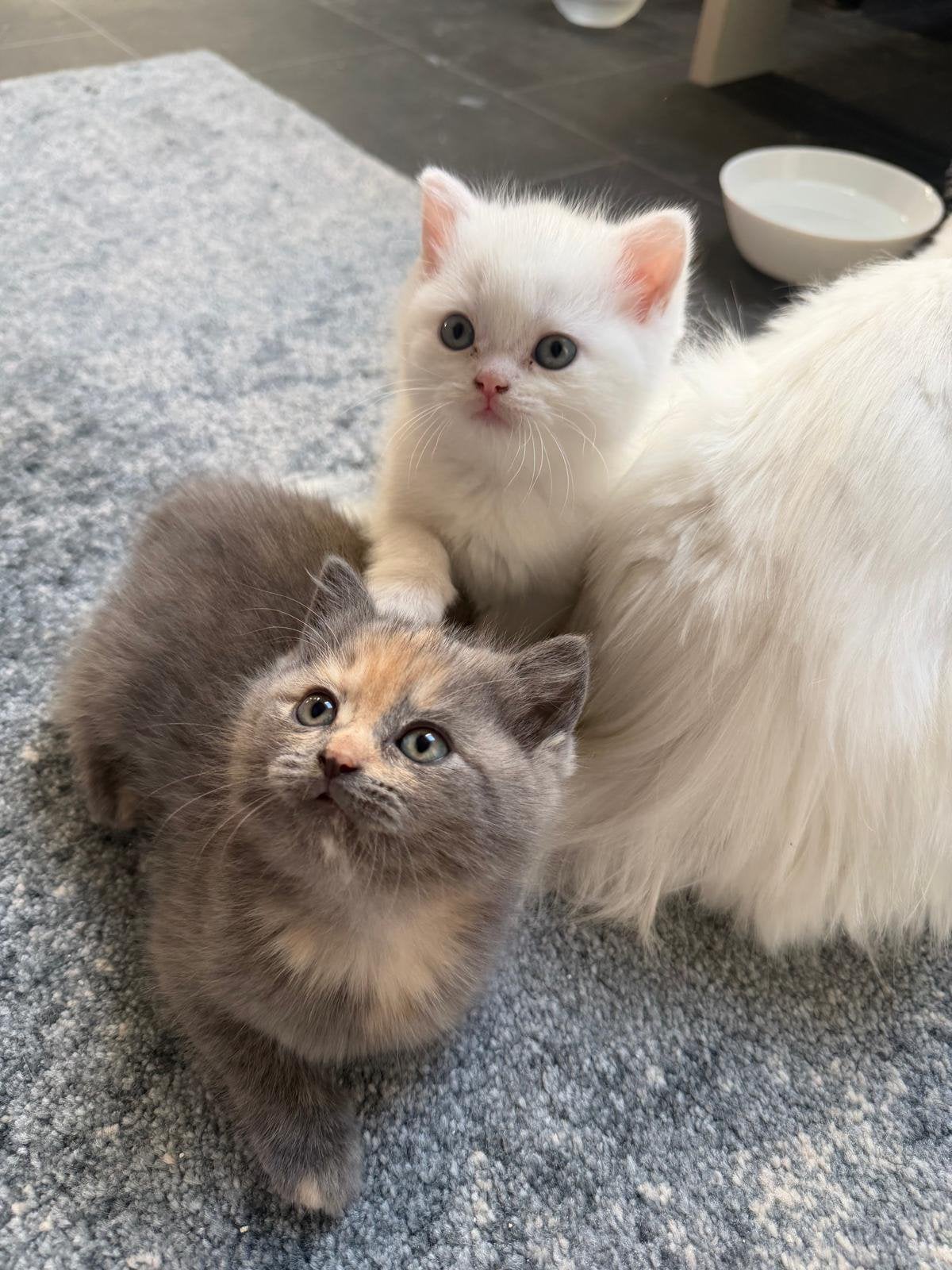 Katten en kittens, Dieren en Toebehoren, Meerdere dieren, Gechipt, 0 tot 2 jaar