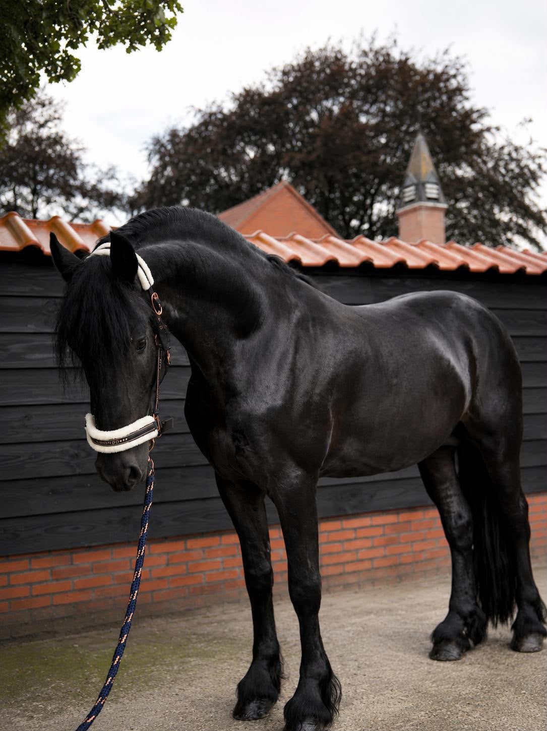 Te koop mooie 3 jarige friese hengst, Dieren en Toebehoren, Paarden, Met stamboom, Hengst, 3 tot 6 jaar, 160 tot 165 cm