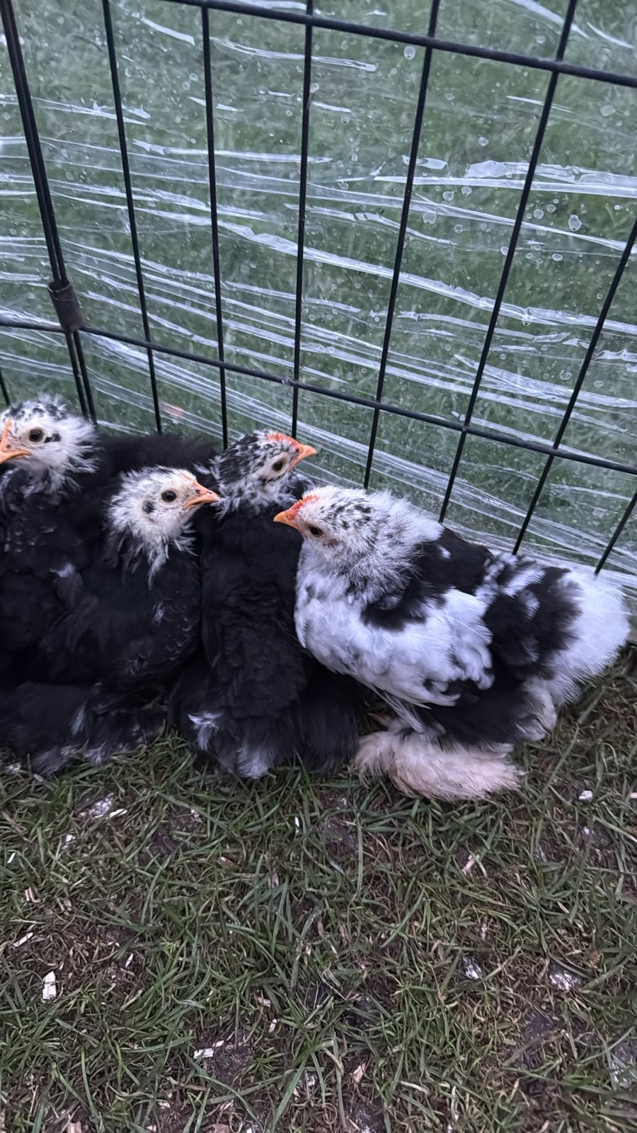 Cochin haantjes, Dieren en Toebehoren, Mannelijk, Kip