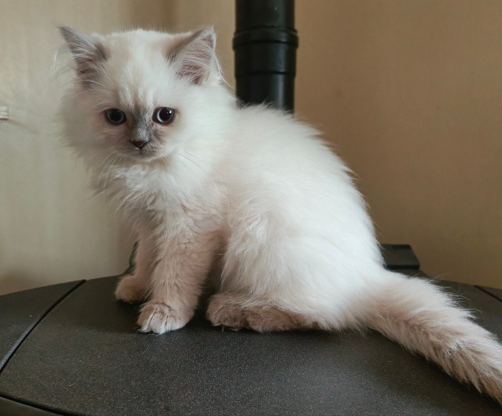 Prachtig lilac point Brits langhaar, super lief, 2x geënt, Kater, Ontwormd, 0 tot 2 jaar