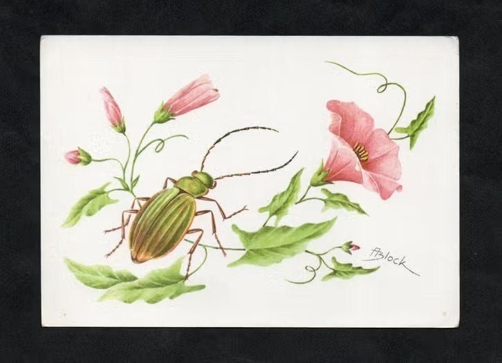 Insect Gouden Loopkever Carabu Auratus Schallebijter., Verzamelen, Ansichtkaarten | Dieren, Ongelopen, 1960 tot 1980, Overige soorten