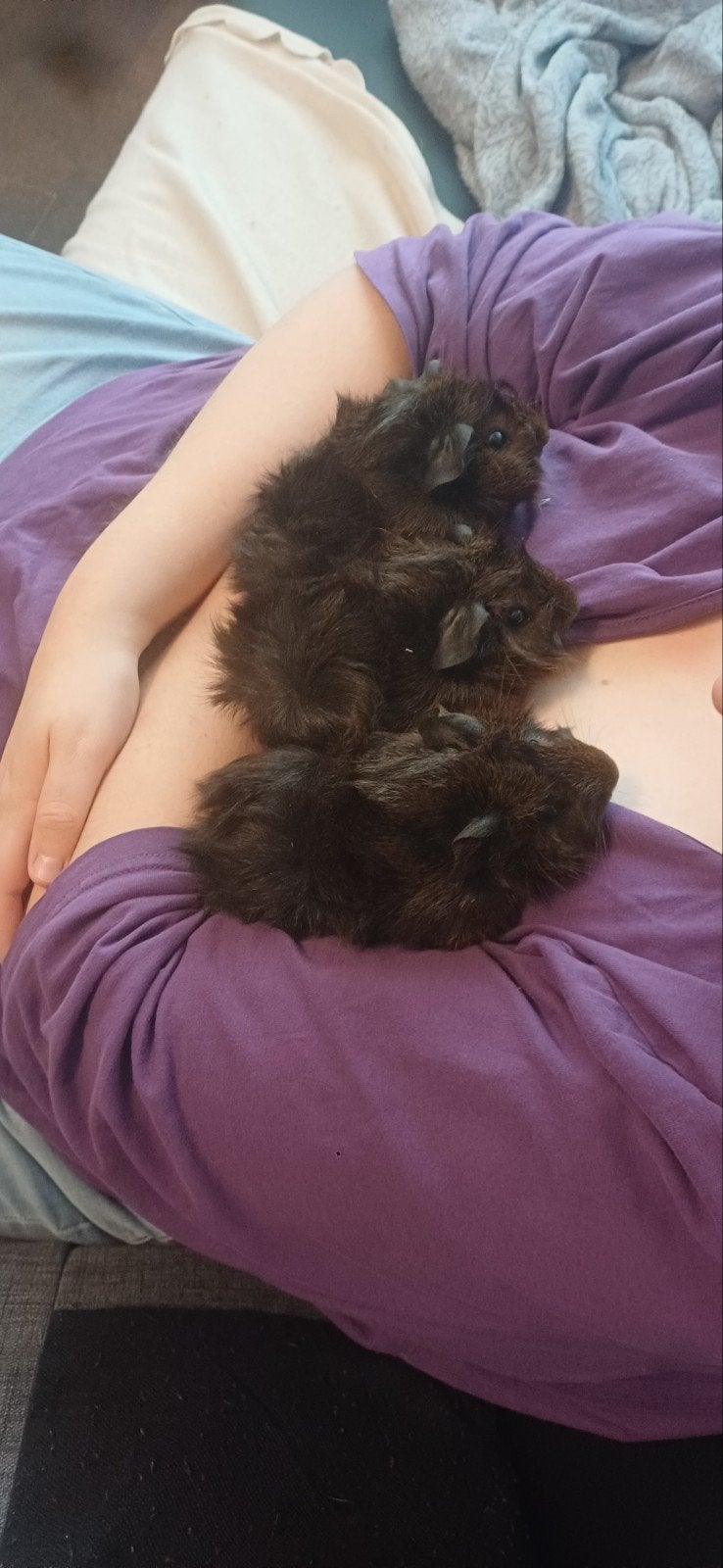 cavias  2 beren  gratis, Dieren en Toebehoren, Augustus, Mannelijk, Cavia