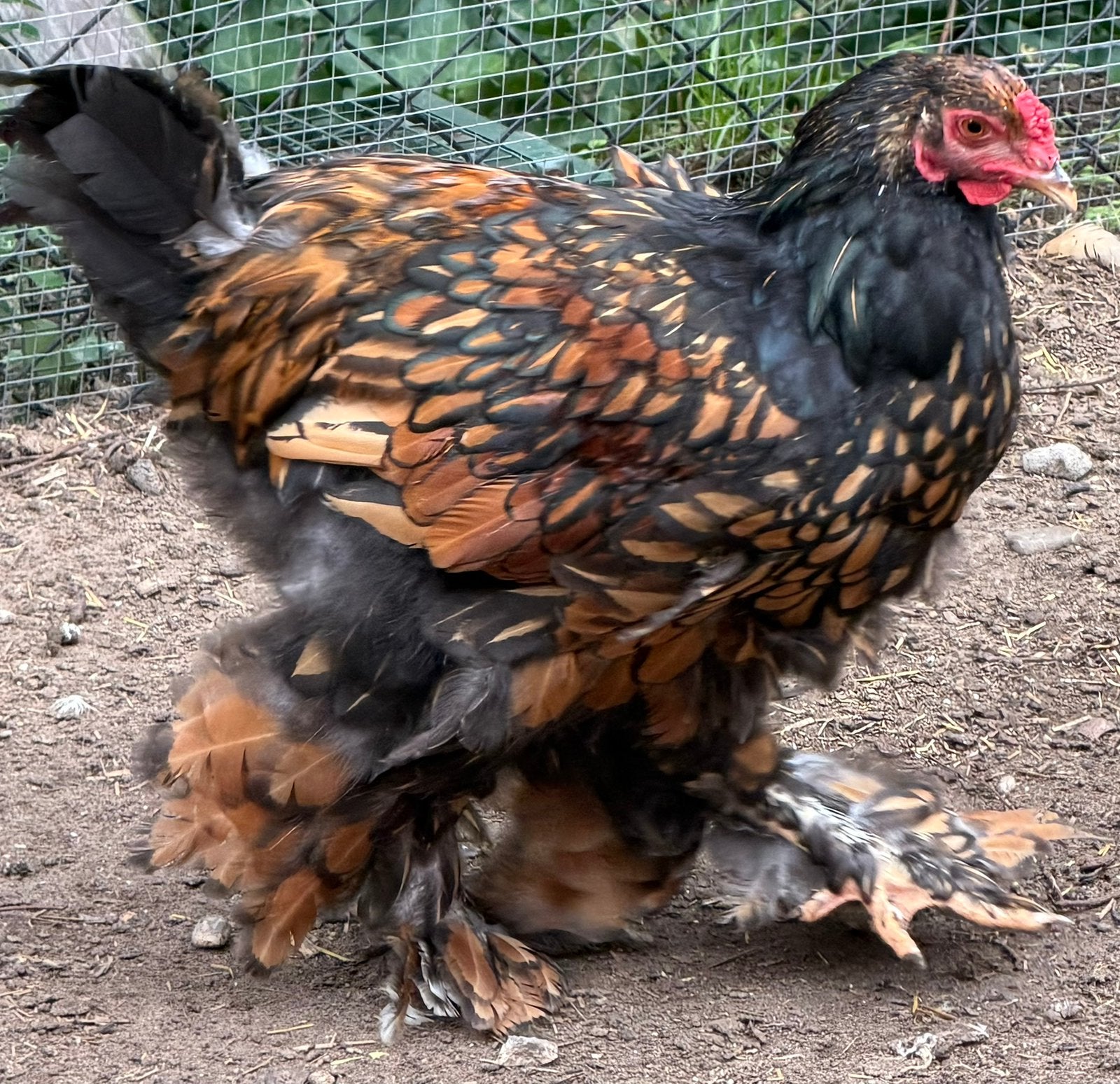Brahma goud zwart, Dieren en Toebehoren, Mannelijk, Kip