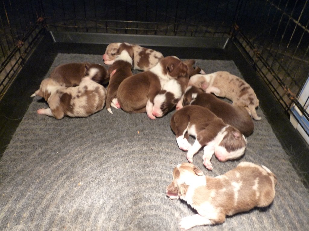 Mooie border collie pups geboren, CDV (hondenziekte), 8 tot 15 weken, Meerdere, Meerdere dieren