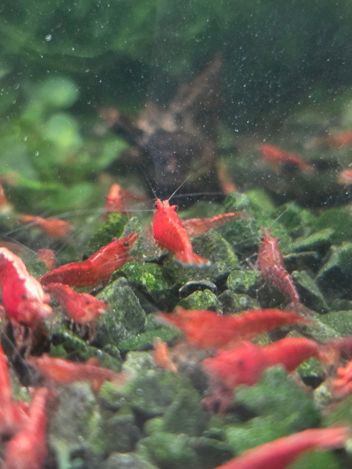 Foto 3 van Neocaridina Red Sakura Garnalen