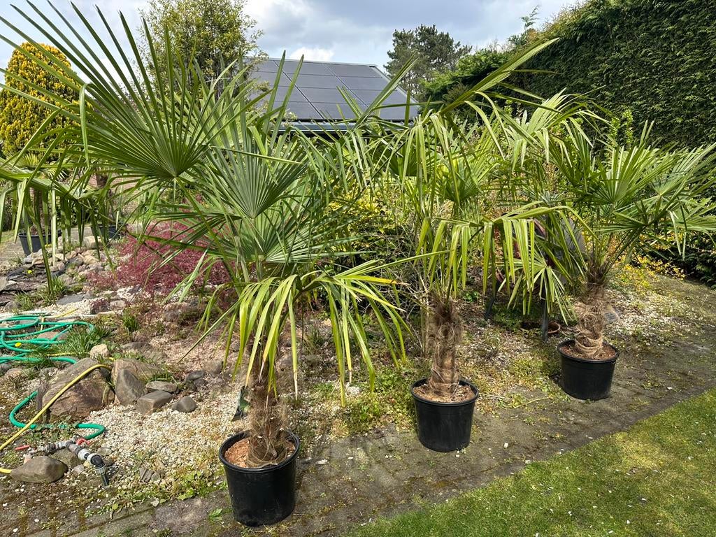 Mooie palmbomen, palm, Trachycarpus Fortunei, winterhard🌴, 100 tot 250 cm, Palmboom, Ophalen, Volle zon