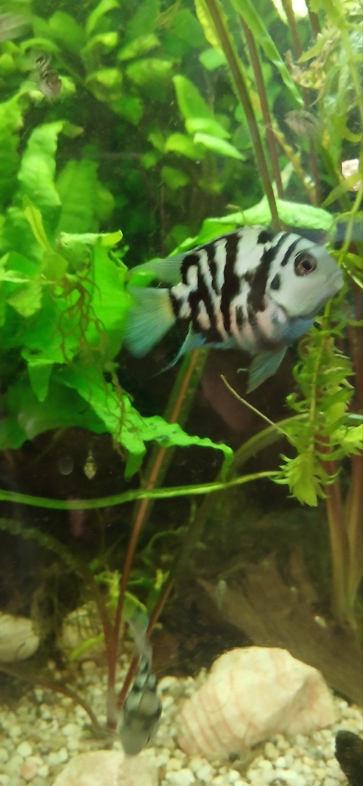 Koppel blue parrot, Vis