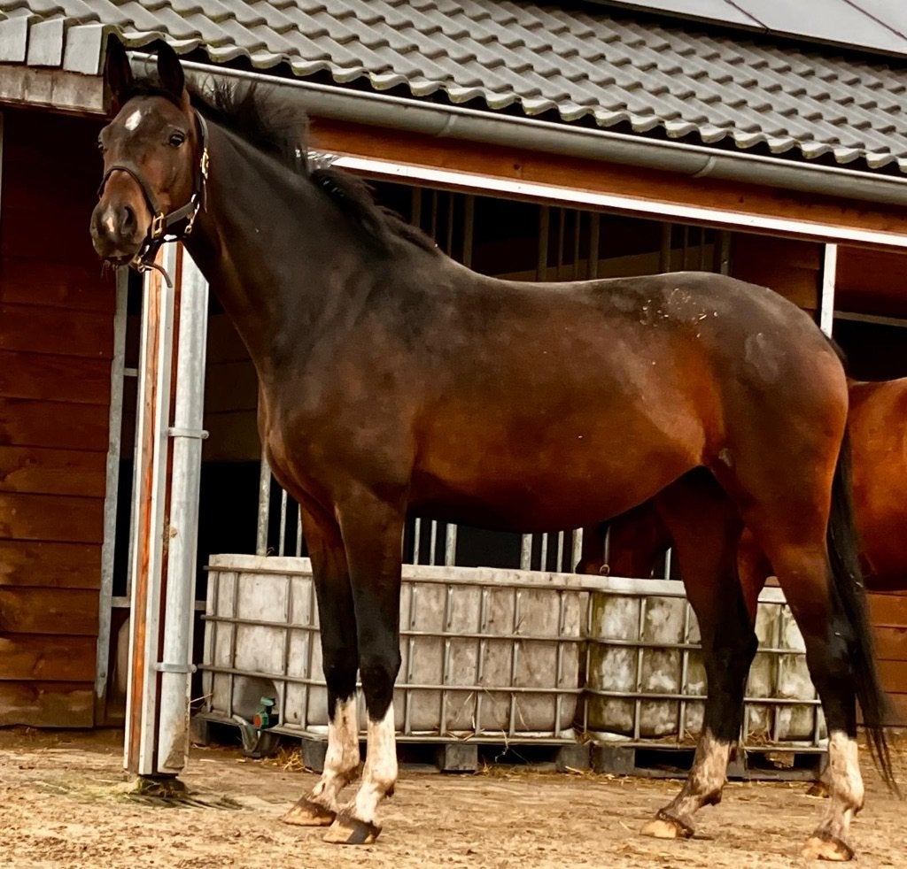 Drachtige merrie uit grand prix stam te koop, Dieren en Toebehoren, Merrie, 165 tot 170 cm