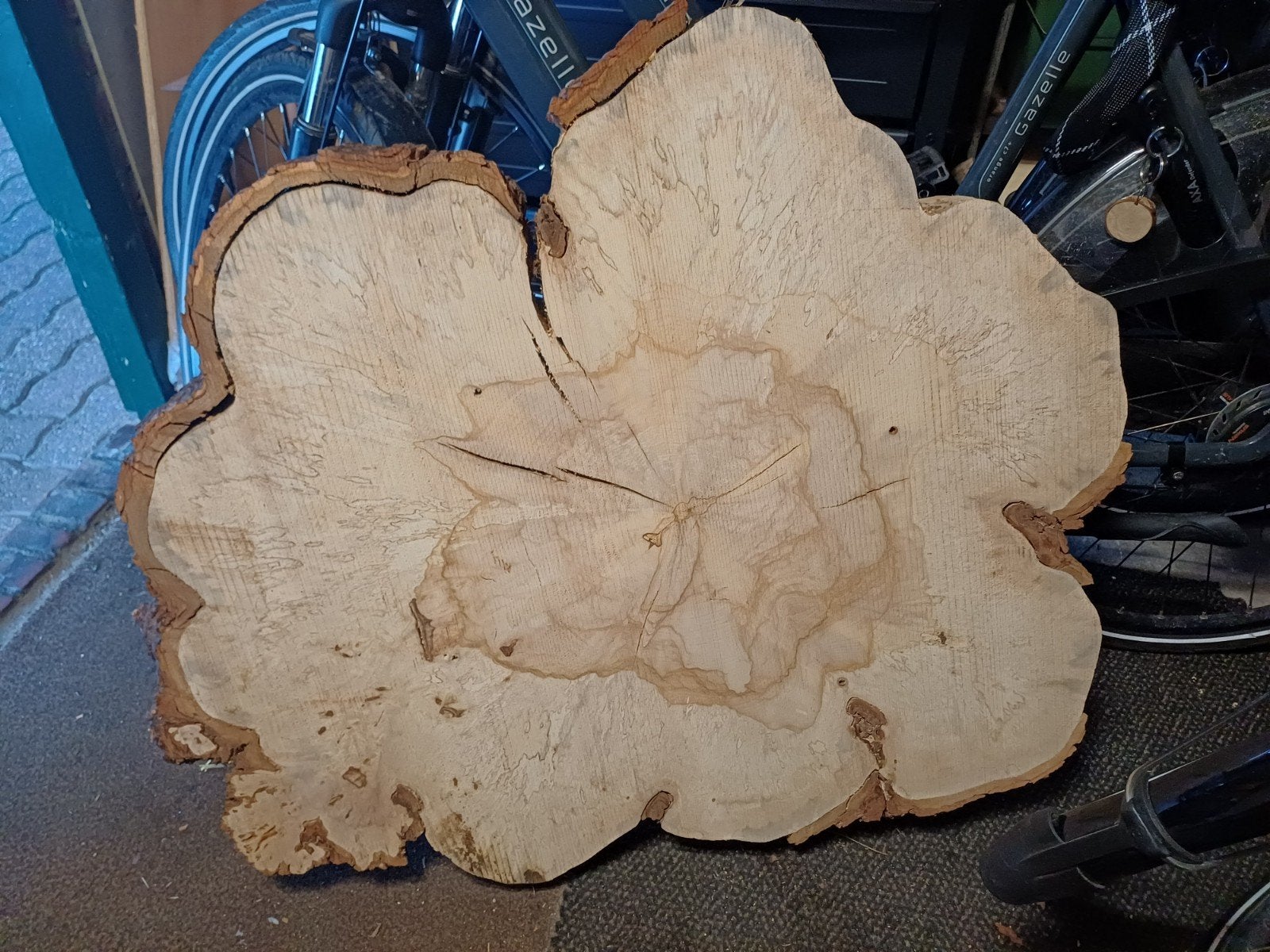 Douglas boomschijf, Nieuw, Ophalen of Verzenden, 75 cm of meer, 60 cm of meer