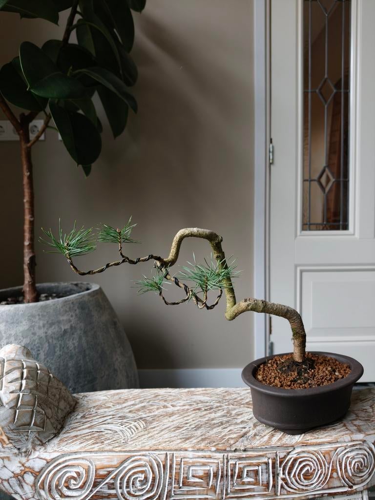 Pinus Sylvestris Bonsai, Tuin en Terras, Bloeit niet, Halfschaduw, Minder dan 100 cm, Overige soorten