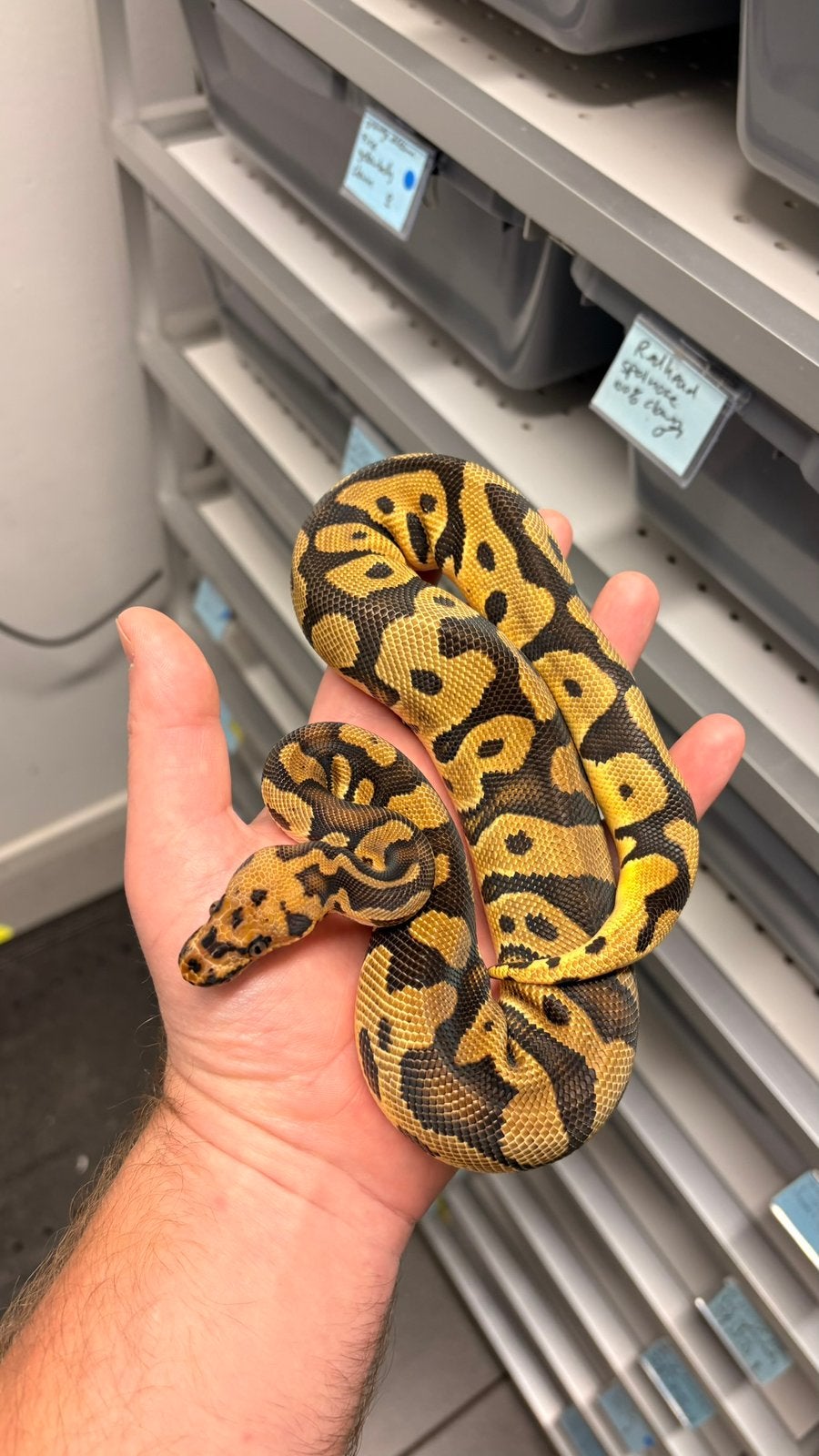 Confusion Orange dream clown ball python