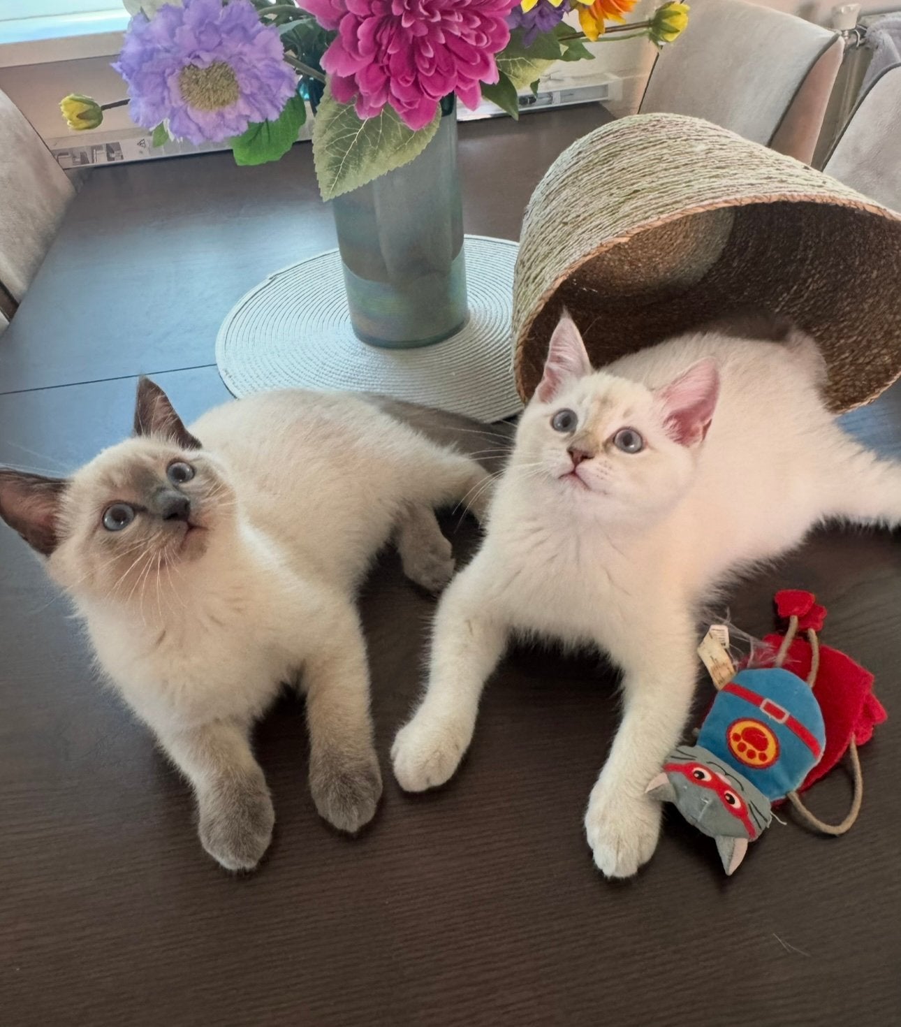 Prachtige Ragdoll kittens – Direct beschikbaar!, Dieren en Toebehoren, Katten en Kittens | Raskatten | Langhaar, Kater, Ontwormd