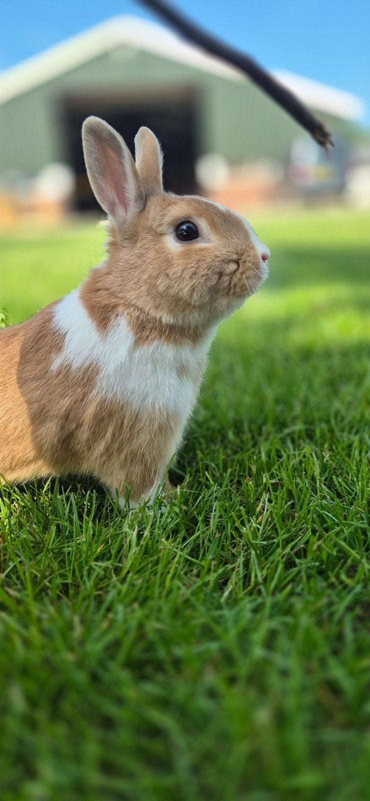 Lief konijntje, klein ras, Dieren en Toebehoren, Konijnen, Mannelijk