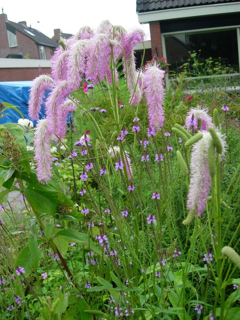 pimpernel, sangusorba hakusanensis, Ophalen, Overige soorten, Volle zon