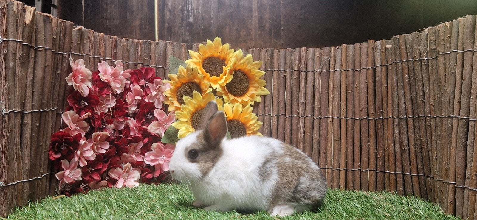 Jonge lieve dwergkonijn(en), ruime keus (kleurdwerg/minilop), Meerdere dieren, Dwerg