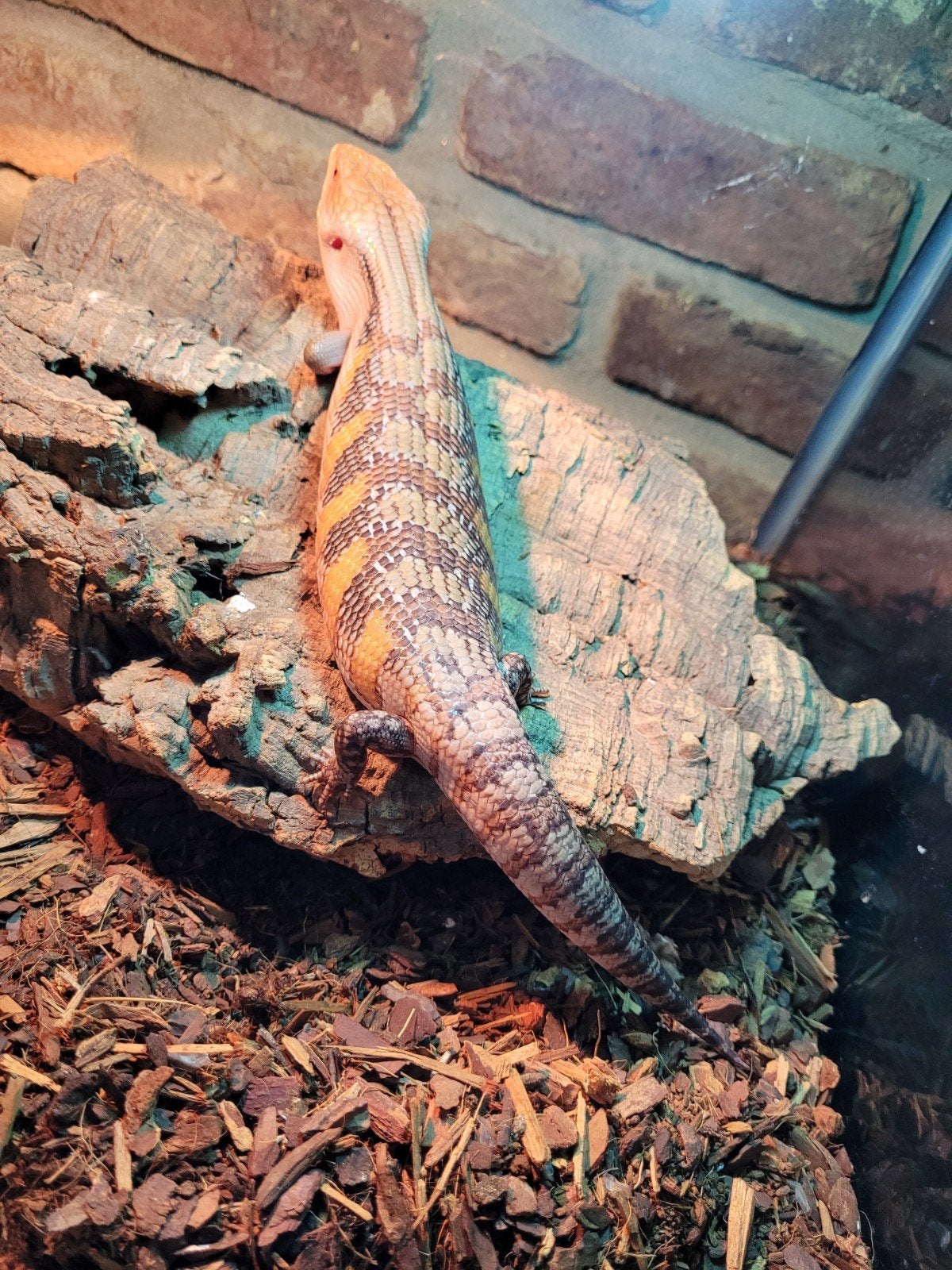 Jonge Australische blauwtongskinken - Tiliqua Scincoides Blue Tongue Skink photo 6