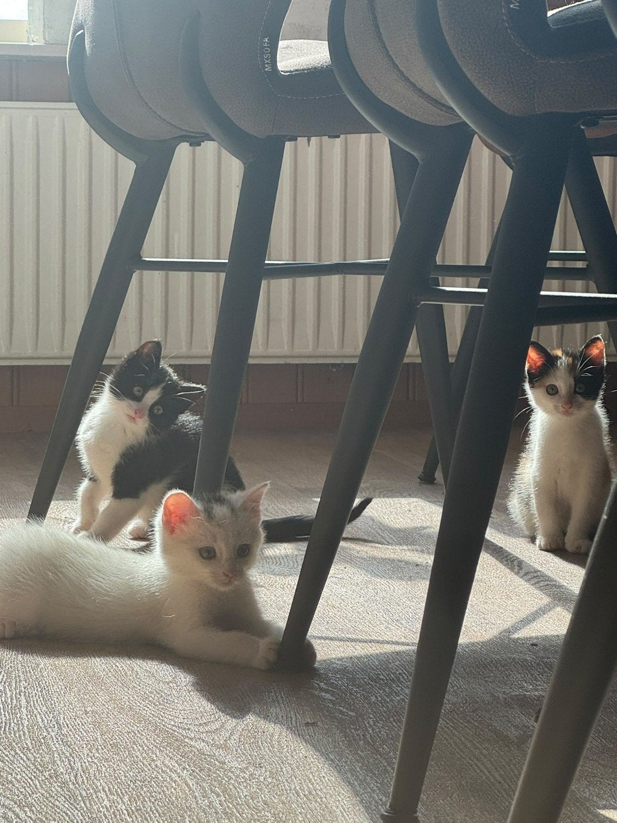 Twee kittens te koop, Dieren en Toebehoren, Katten en Kittens | Overige Katten, Poes