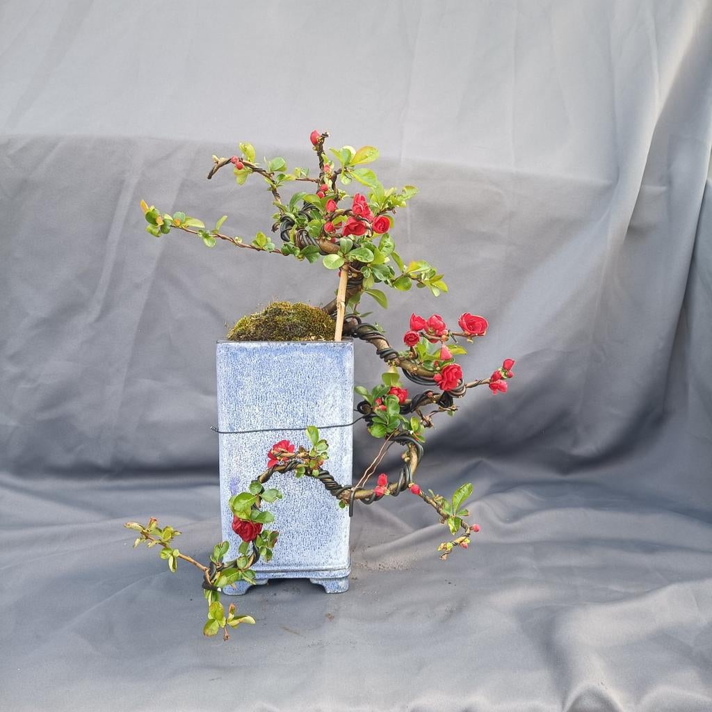 Chaenomeles Superba Bonsai - Japanse Kweepeer, Volle zon, Vaste plant, Lente, Ophalen