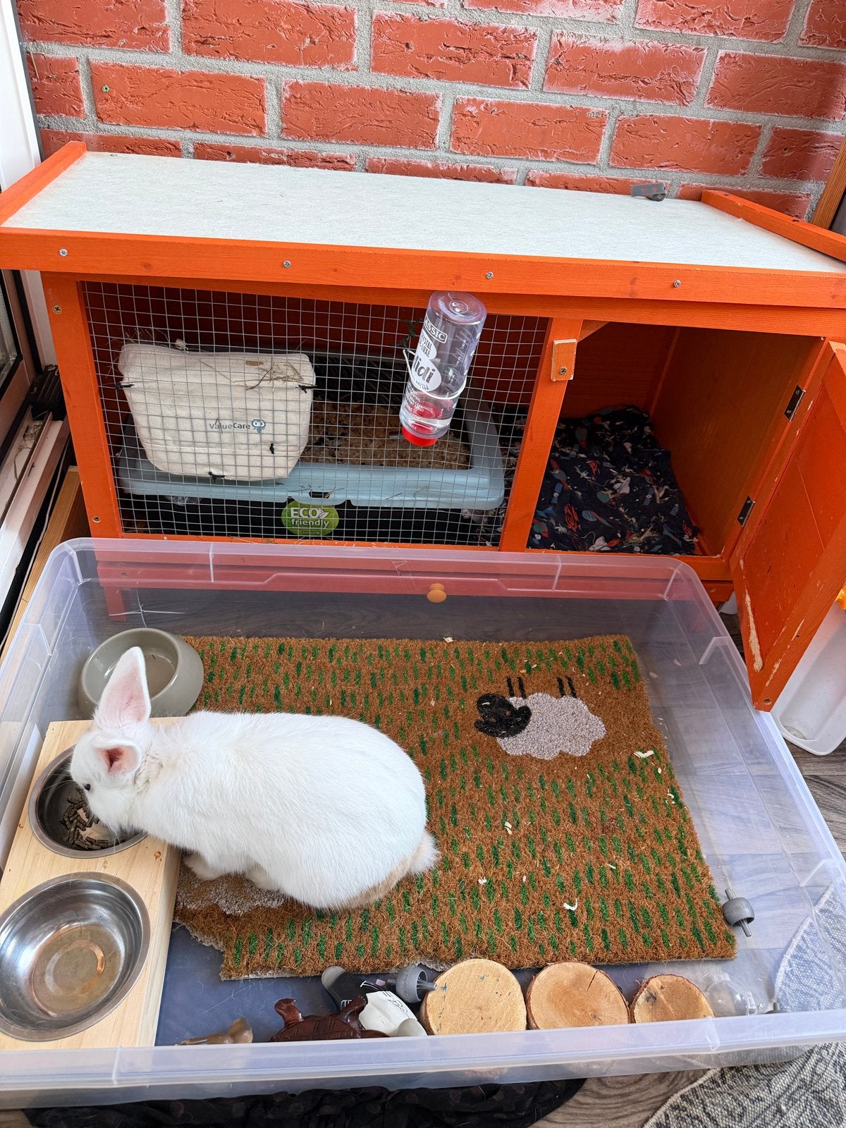 konijn witte met klein licht bruin vlekjes., Dieren en Toebehoren, Mannelijk, Middelgroot, 0 tot 2 jaar