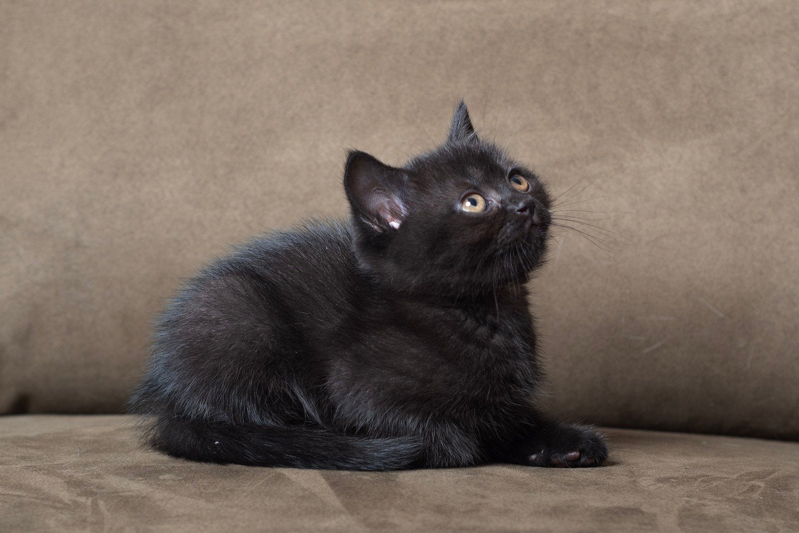 Zwarte Brits Korthaar kittens | Huiselijk opgegroeid, Poes, Ontwormd