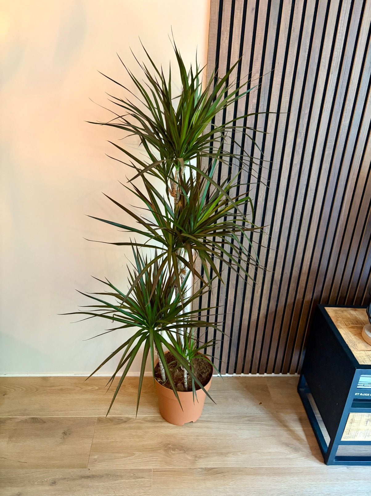 Draceana kamerplant 150cm hoog., Ophalen, Halfschaduw, 150 tot 200 cm