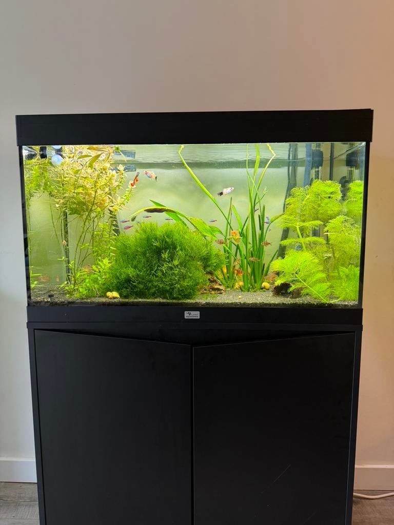 Volledig Aquarium met vissen alle toebehoren, Dieren en Toebehoren, Vissen | Aquaria en Toebehoren, Ophalen, Zo goed als nieuw