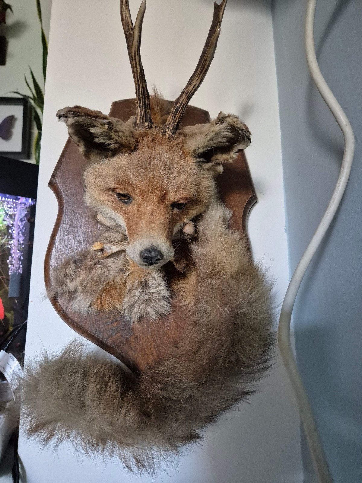 Brocante opgezette vossenkop met gewei, Ophalen of Verzenden, Gebruikt, Wild dier, Opgezet dier