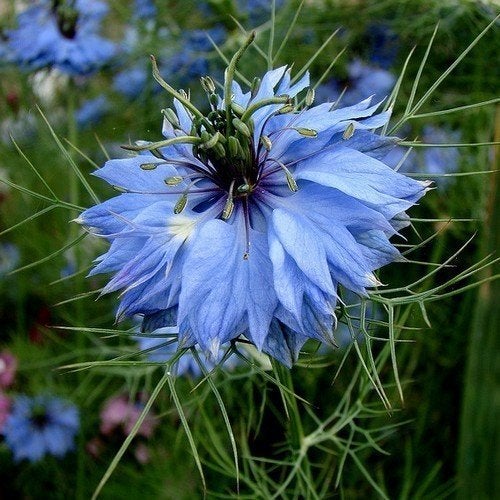 Nigella Damascena Juffertje in het Groen Zaad Zaden BLAUW, Ophalen of Verzenden, Voorjaar, Volle zon, Zaad