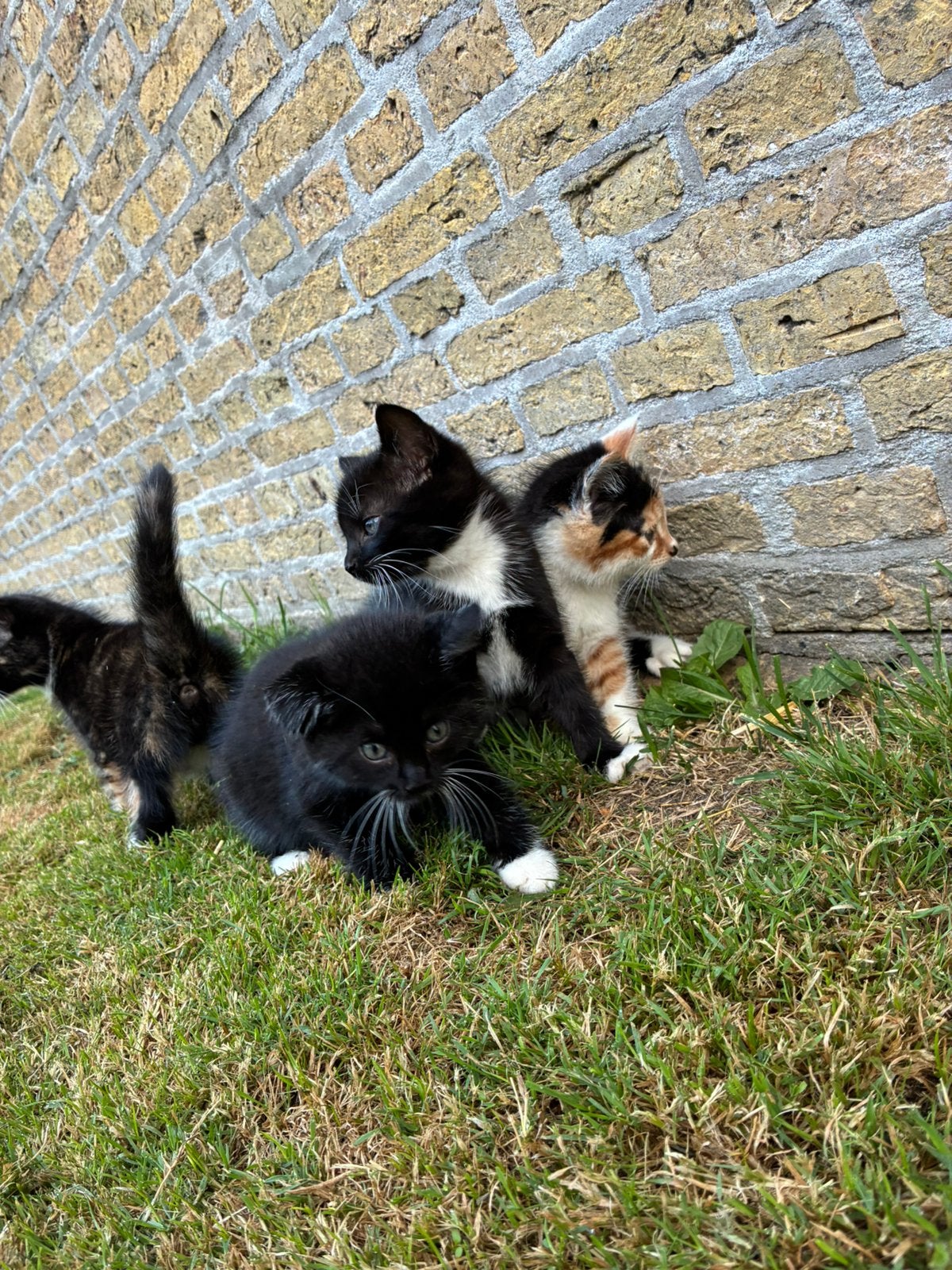 Boerderij kittens, Dieren en Toebehoren, Katten en Kittens | Overige Katten, Meerdere dieren