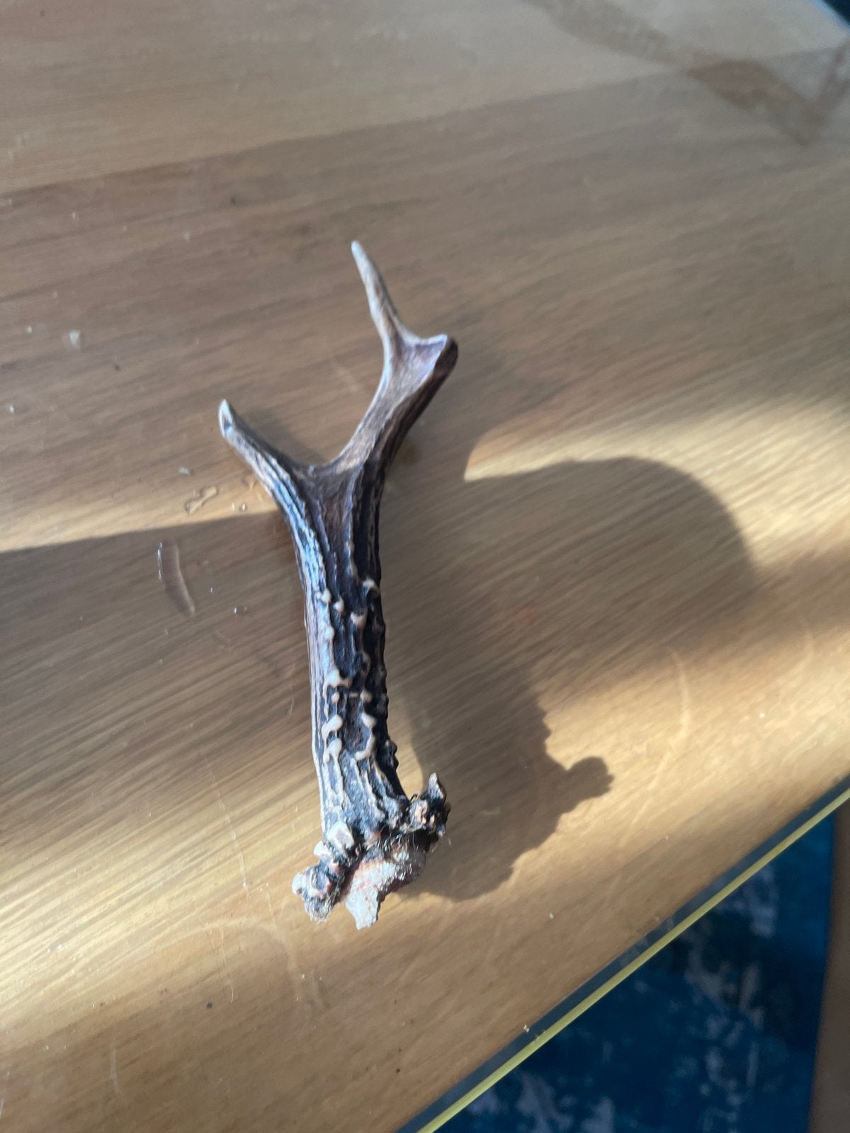 Herten Gewei - Decoratief en Natuurlijk, Ophalen, Zo goed als nieuw, Hert, Gewei of Kop