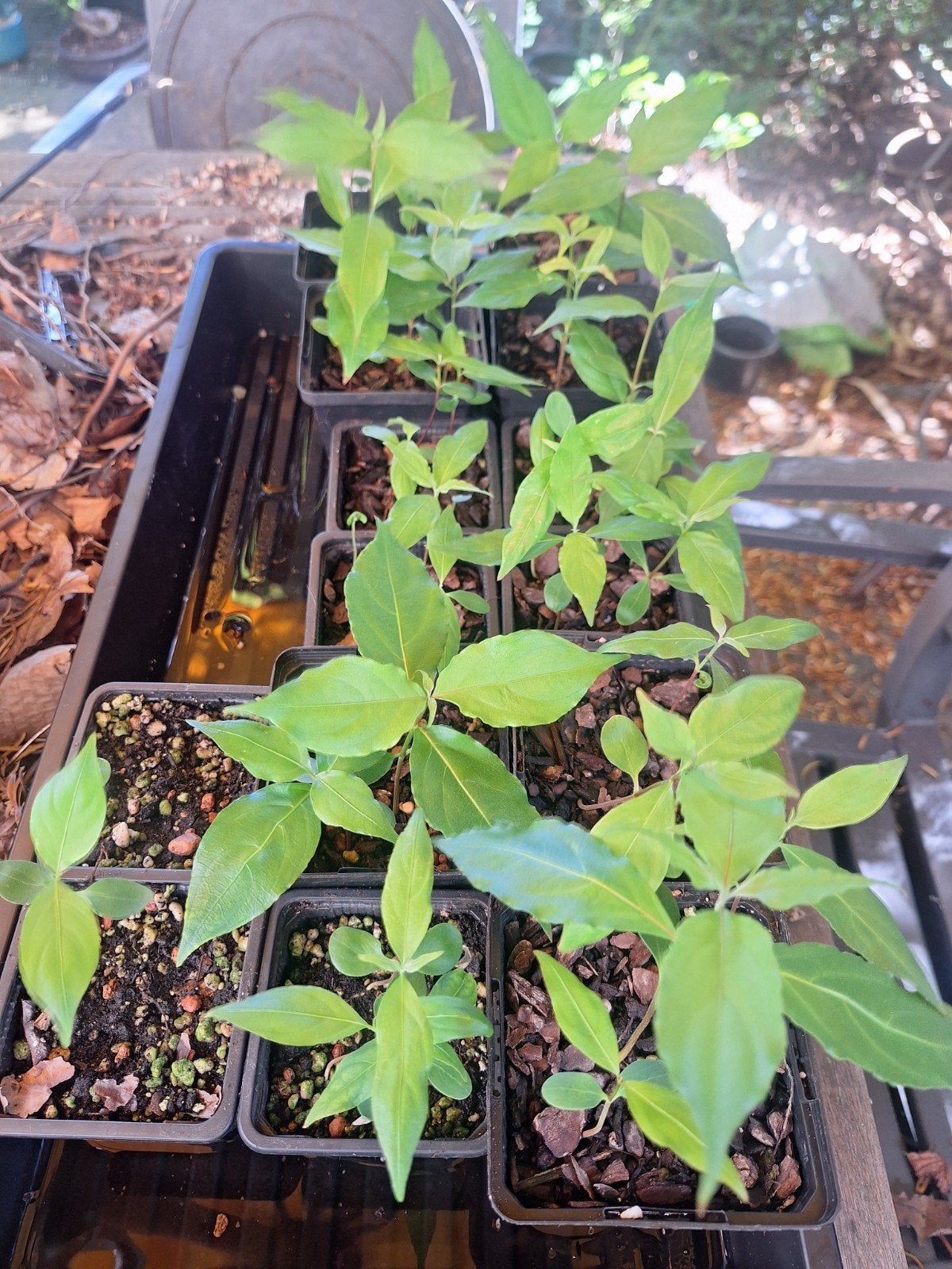 Zaailing van de Japanse kornoelje., Tuin en Terras, Planten | Tuinplanten, Ophalen, Overige soorten, Volle zon