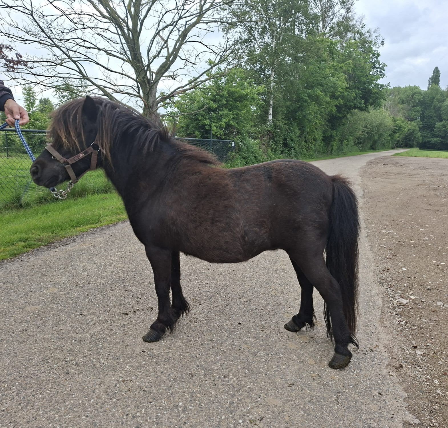 Mini paardje, Dieren en Toebehoren, Hengst