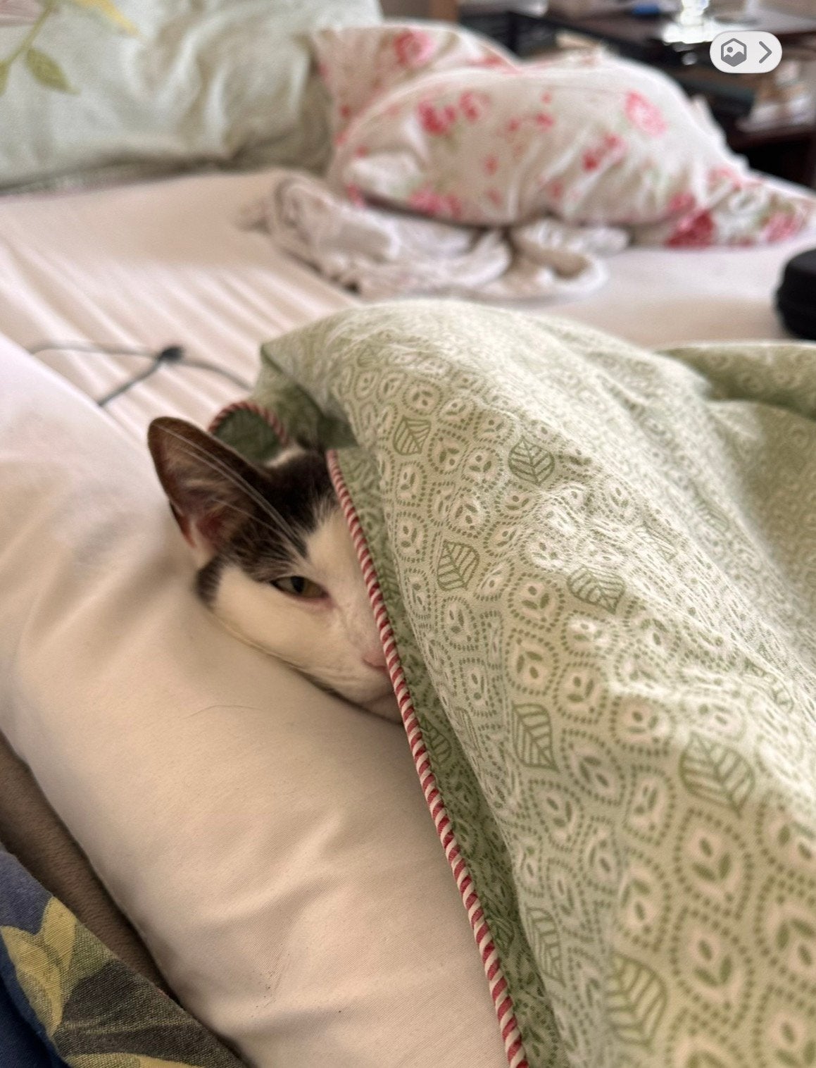 Jonge kater. Gratis op te halen., Kater, Kortharig, 6 jaar of ouder