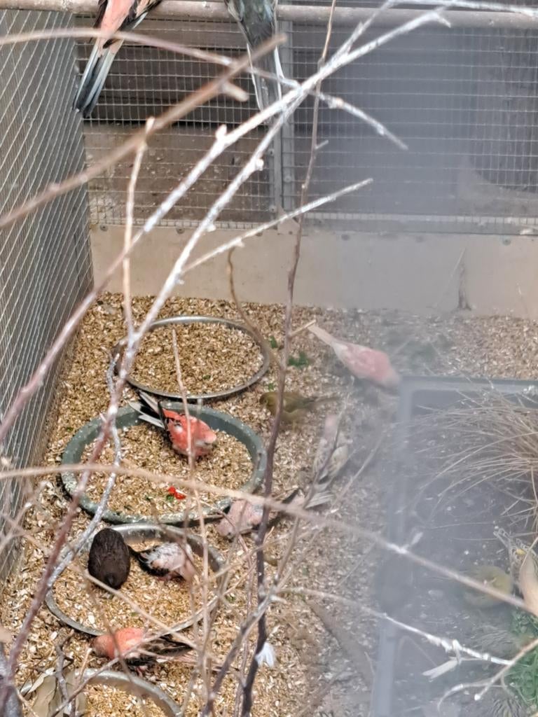 Jonge  bourks mooie kleuren, Meerdere dieren