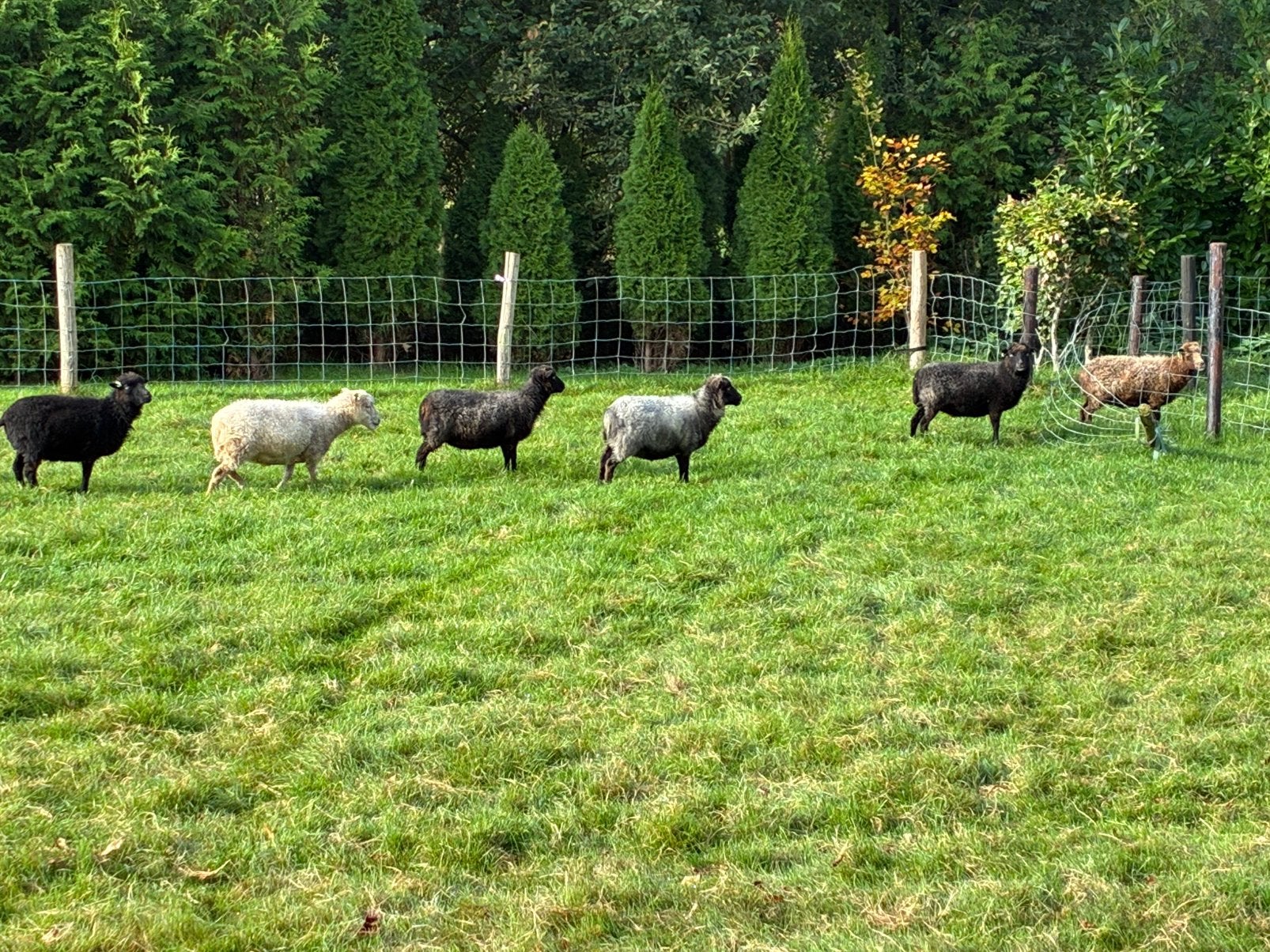 Ouessant schapen 12 stuks, Vrouwelijk, Schaap