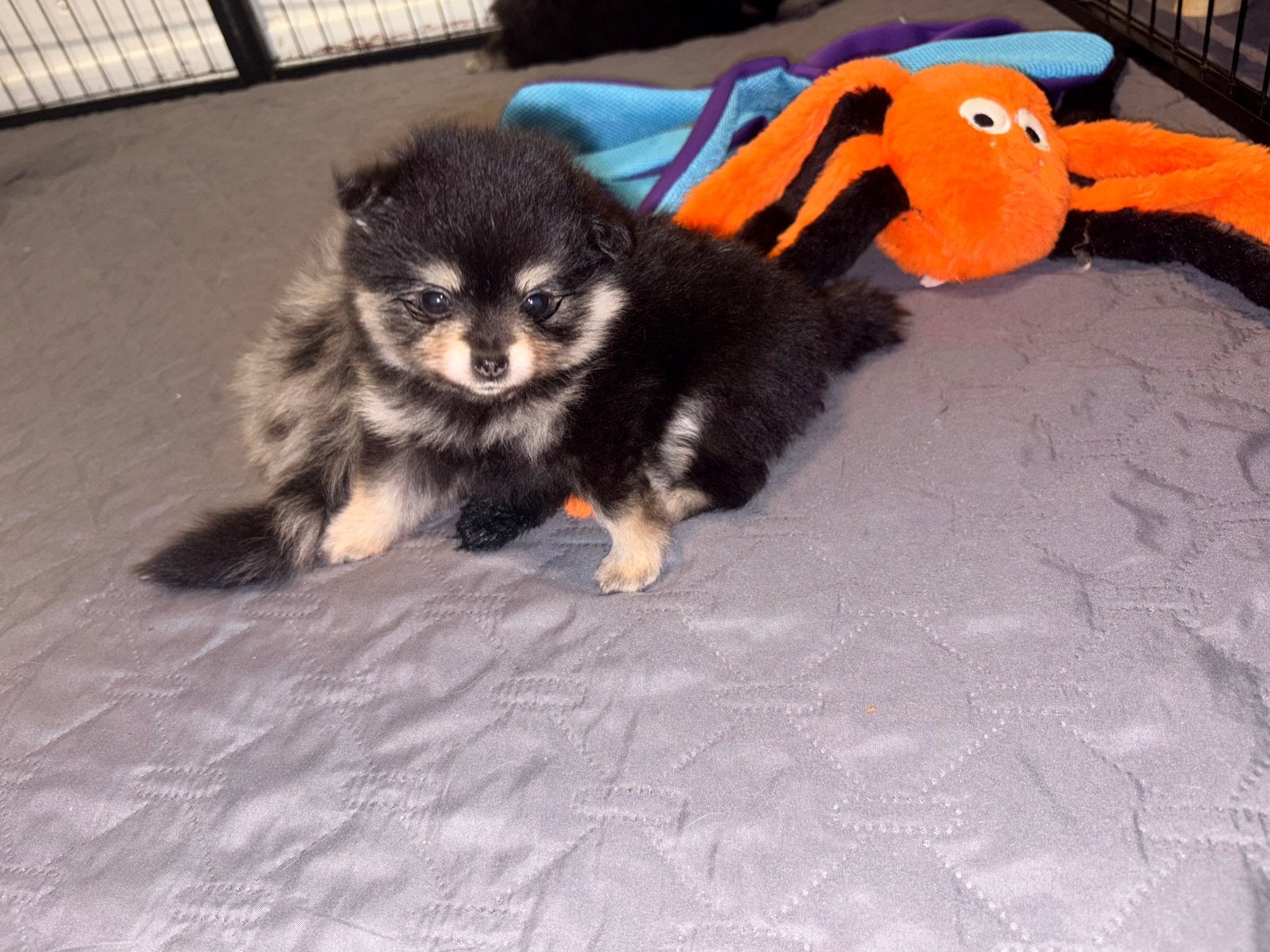 Pomeriaan pups merle tan, black en tan, Overige rassen, 8 tot 15 weken, Meerdere, Meerdere dieren