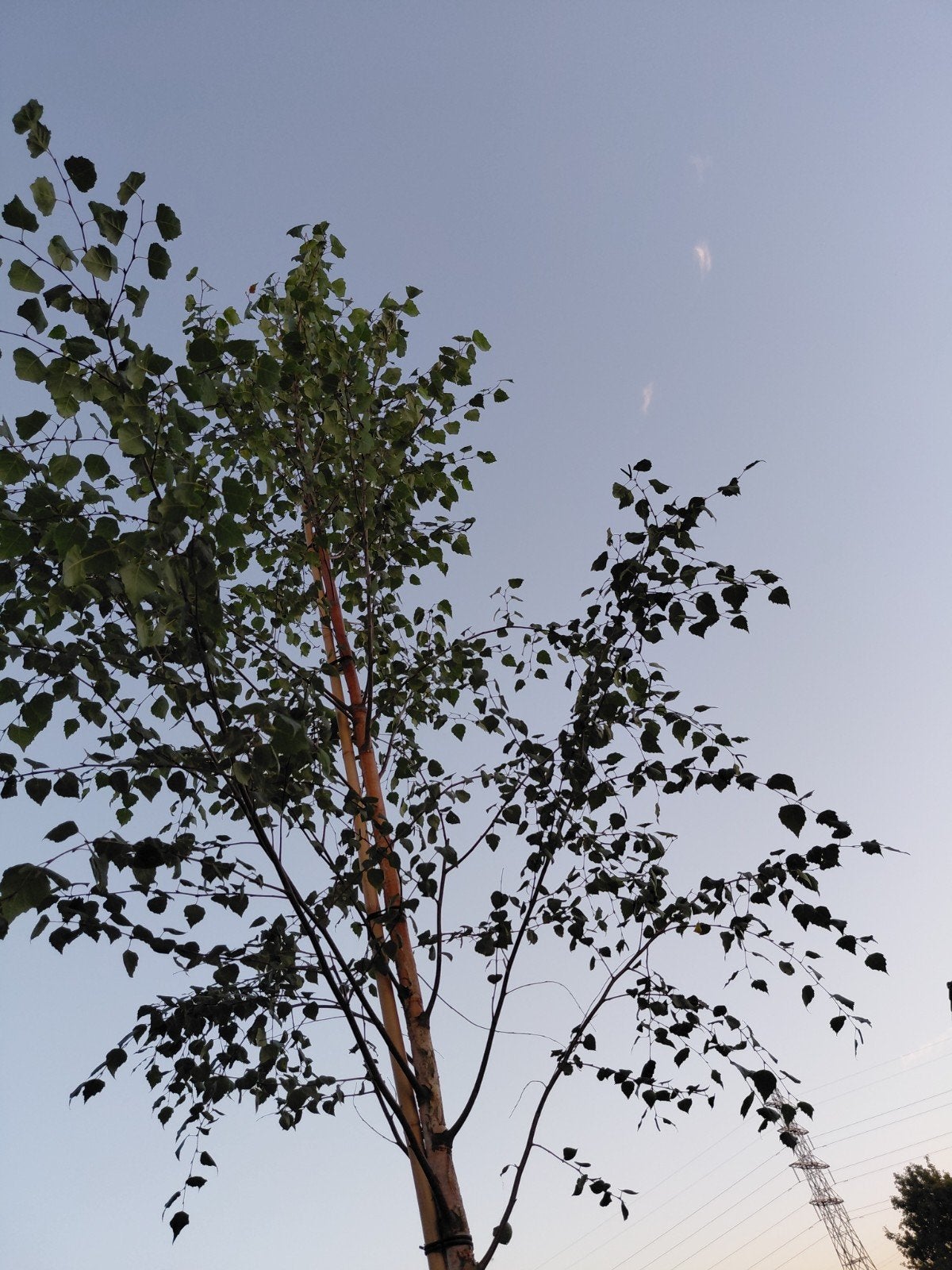 betula pendula (ruwe berk), Tuin en Terras, Bloeit niet, Overige soorten, 250 tot 400 cm, Ophalen