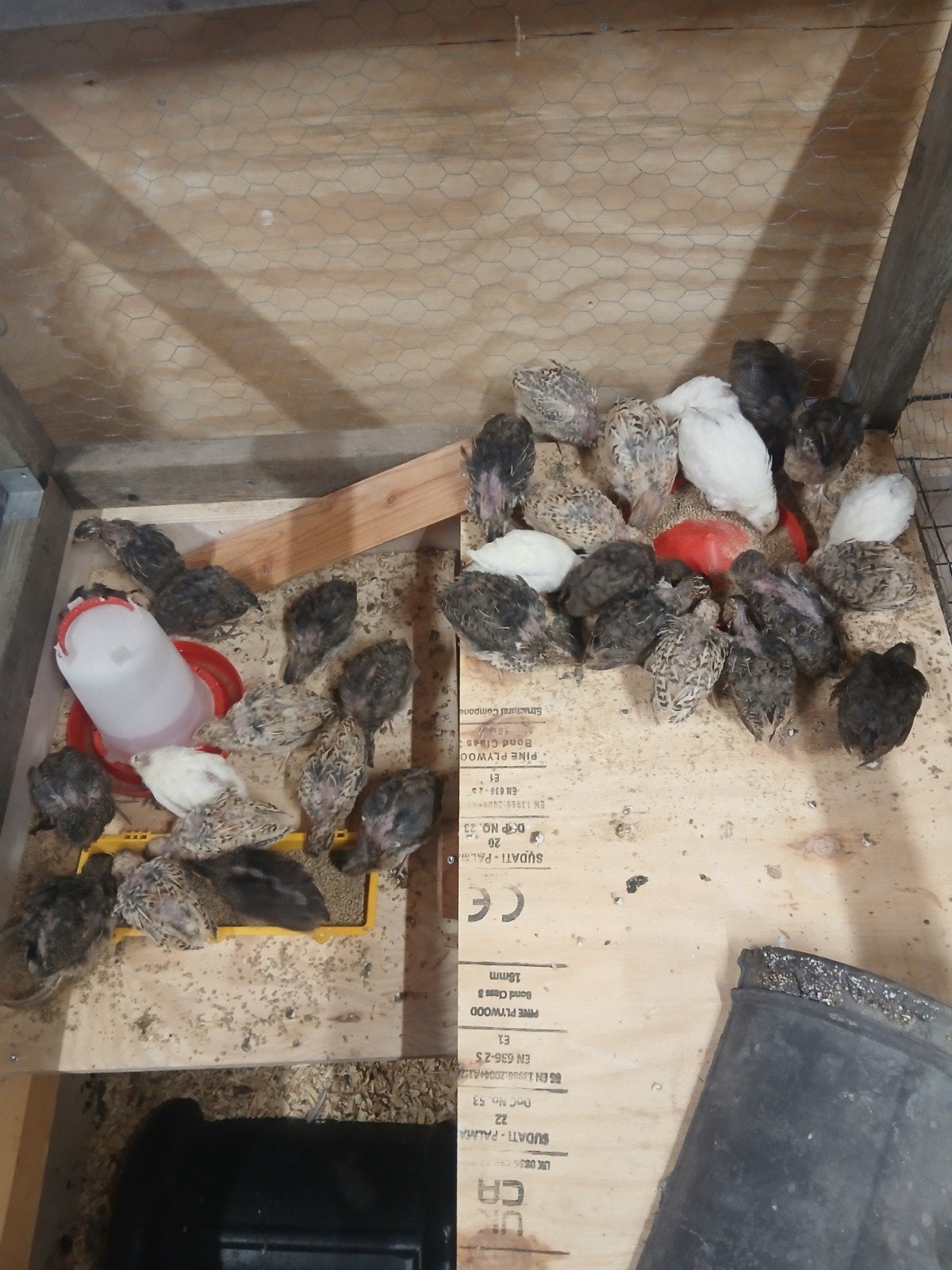 Japanse kwartels, Meerdere dieren, Overige soorten