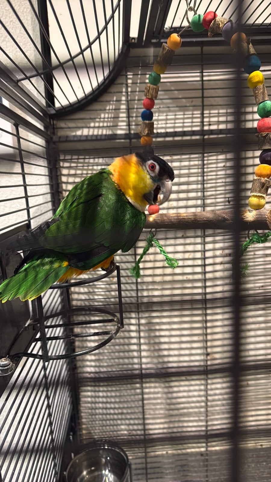 Caique inclusief kooi en voerbak, Vrouwelijk, Papegaai