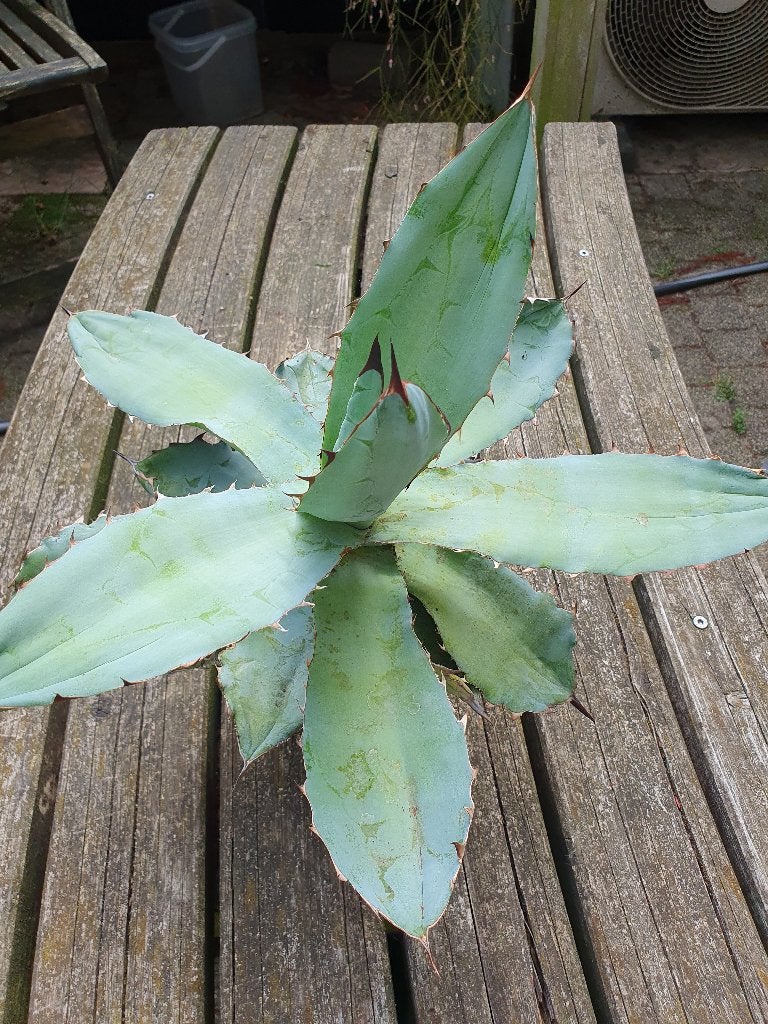 Agave titanota "Black & Blue", Tuin en Terras, Ophalen of Verzenden, Bloeit niet, Overige soorten, Volle zon
