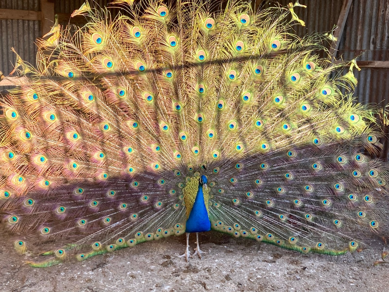 Koppel blauwe pauwen, Meerdere dieren, Geringd