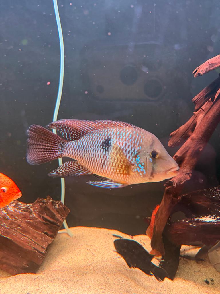 Geophagus brasilienis ciclhide volwassen vis mooi getekend, Vis