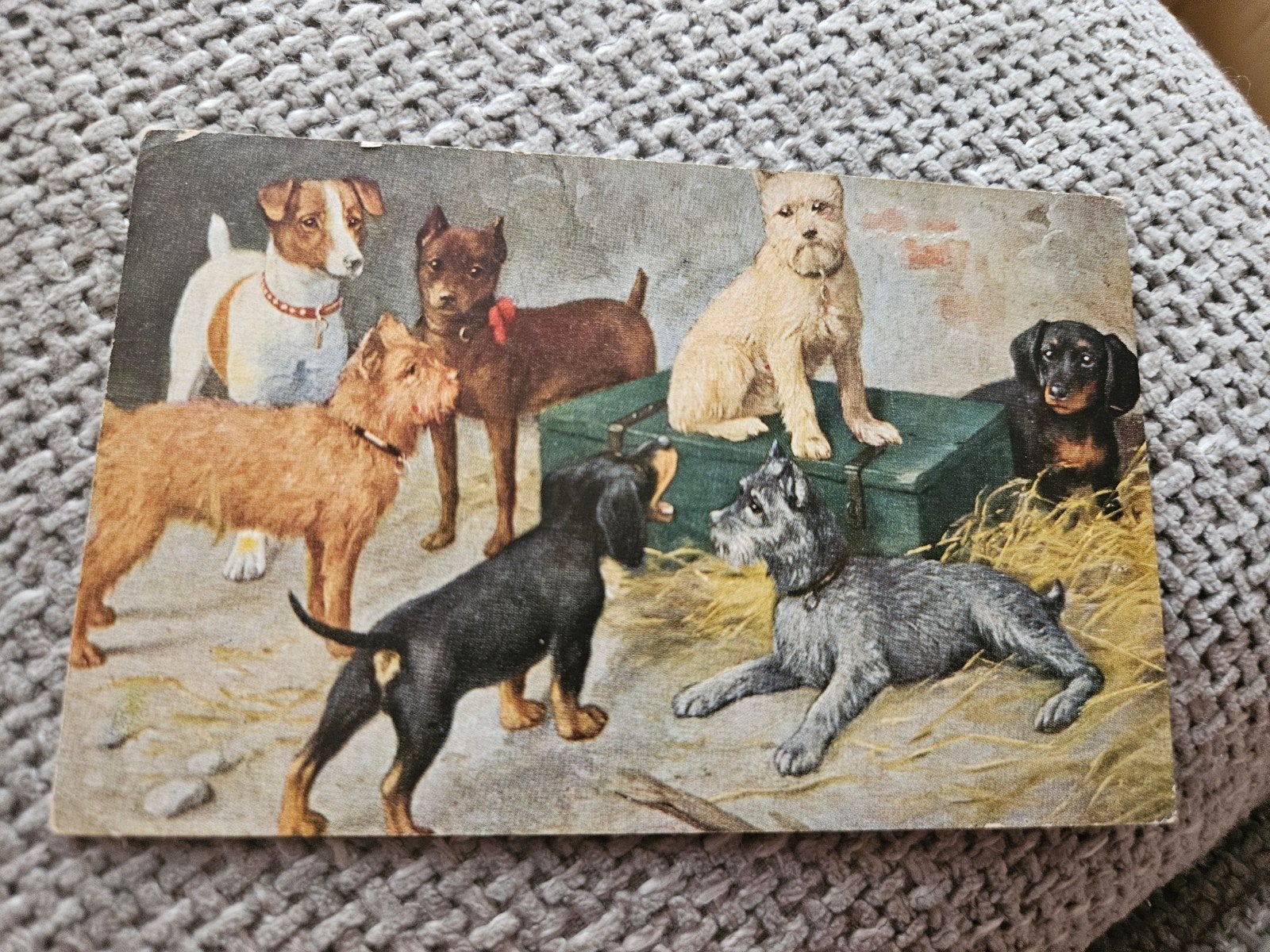 honden oude kaart, Ophalen of Verzenden