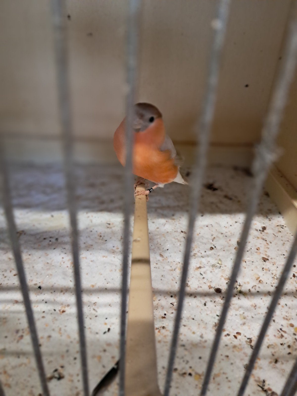 goudvinken, Meerdere dieren, Wildzangvogel